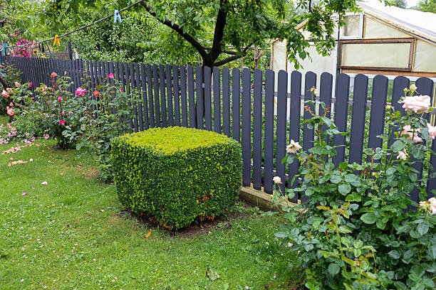 A well-maintained hedge box surrounded by a garden, enclosed by a neat fence.
