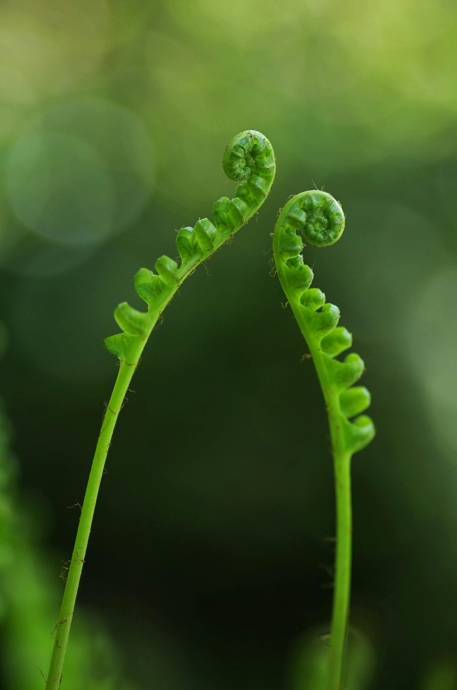 Detailed view of young curled fern fronds with vibrant green color, symbolizing new growth.