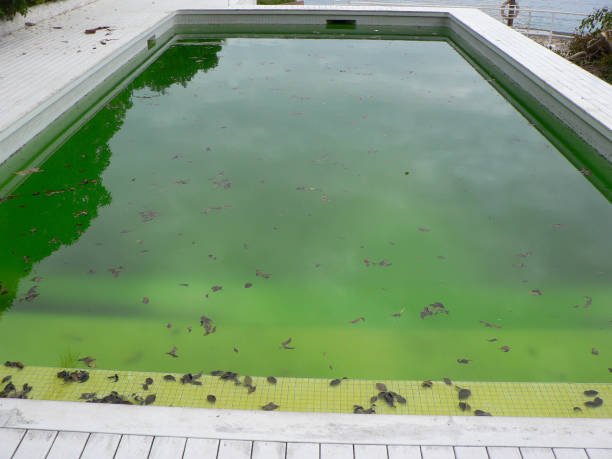 A pool displaying green algae at the bottom, highlighting possible water contamination concerns in Denton, TX.