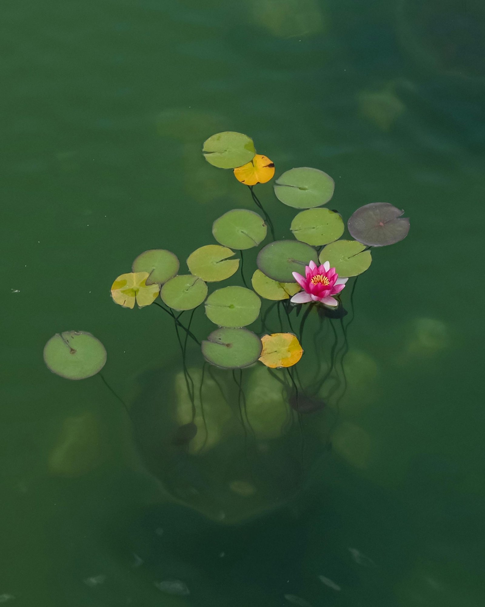 A serene water lily blooming among floating leaves on a tranquil green pond.