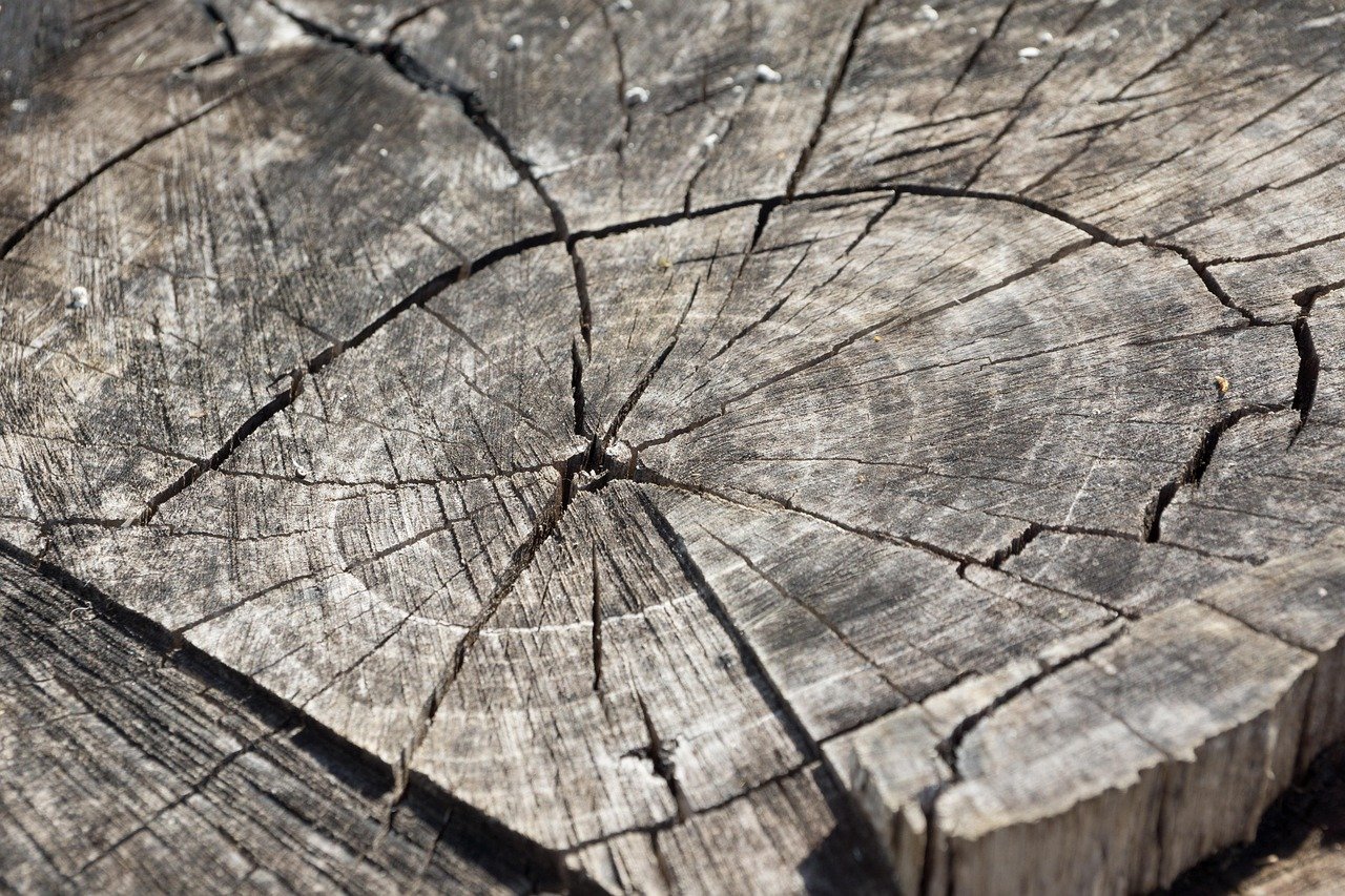 wood, log, stump, tree stump, wooden, annual rings, nature, grain, old, dry, cracked, tree