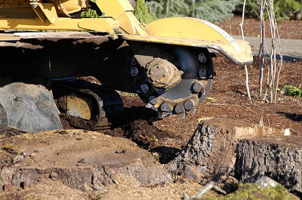 A tree trimmer cuts a tree stump, showcasing affordable stump grinding services near Lecanto, FL.