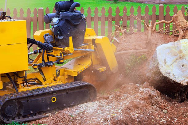A yellow tree-cutting machine operates in Crystal River, FL, demonstrating professional stump grinding services.