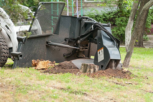 A tree trimmer works on a tree stump, representing affordable stump grinding services available near Lecanto, FL.