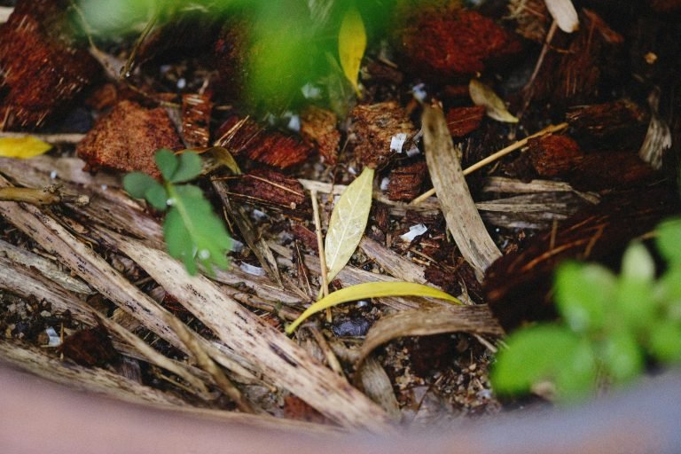 Close-up of organic materials in compost including leaves and soil.