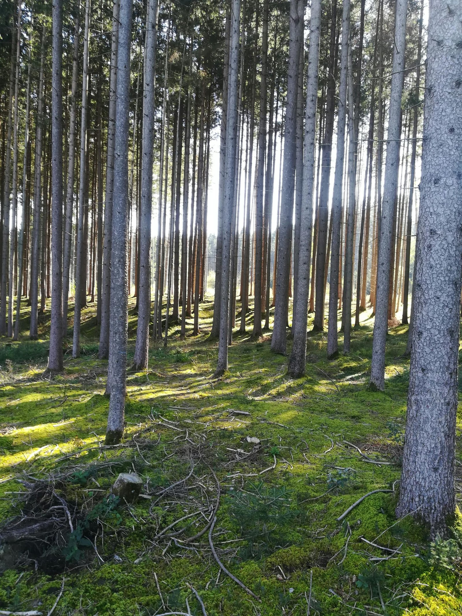 Sunlight filters through tall pine trees in a serene forest landscape with lush green floor.